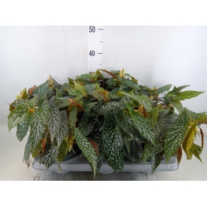 Begonia maculata