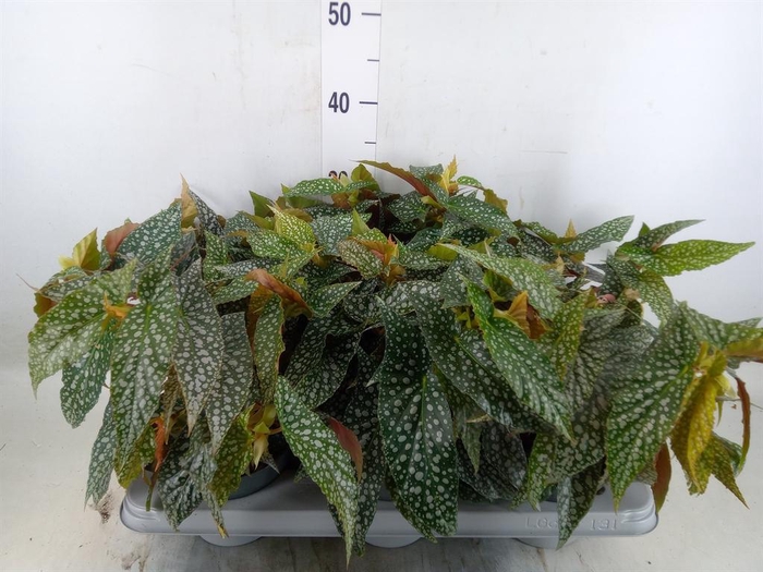 <h4>Begonia maculata</h4>