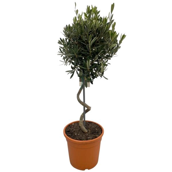 <h4>Olea europaea</h4>