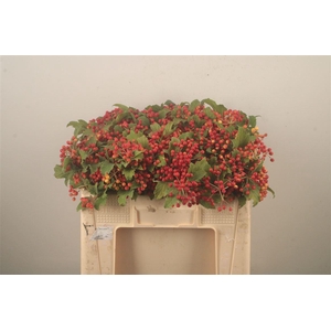 Viburnum Op Compactum 4+