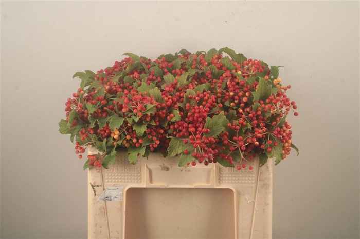 <h4>Viburnum Op Compactum 4+</h4>