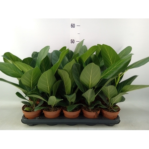 Ficus benghalensis 'Audrey'
