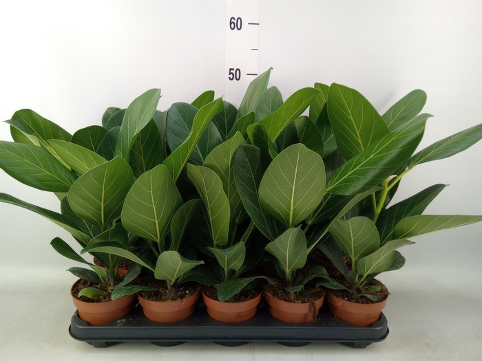 <h4>Ficus benghalensis 'Audrey'</h4>