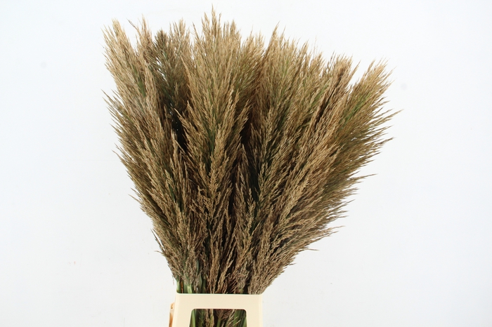 <h4>CORTA BROWN 100CM ESPANA</h4>