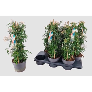 JASM POLYANTHUM WIT