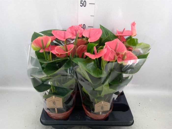 Anthurium andr. 'Sweet Dream'