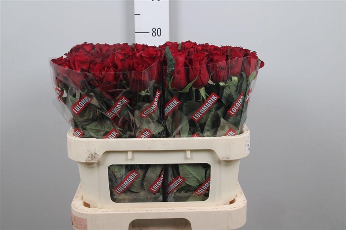 <h4>R Gr Ever Red</h4>