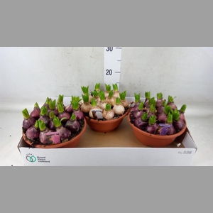 Hyacinthus orie. 'Pearl'  ...mix  3