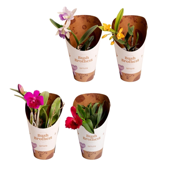 <h4>Cattleya</h4>