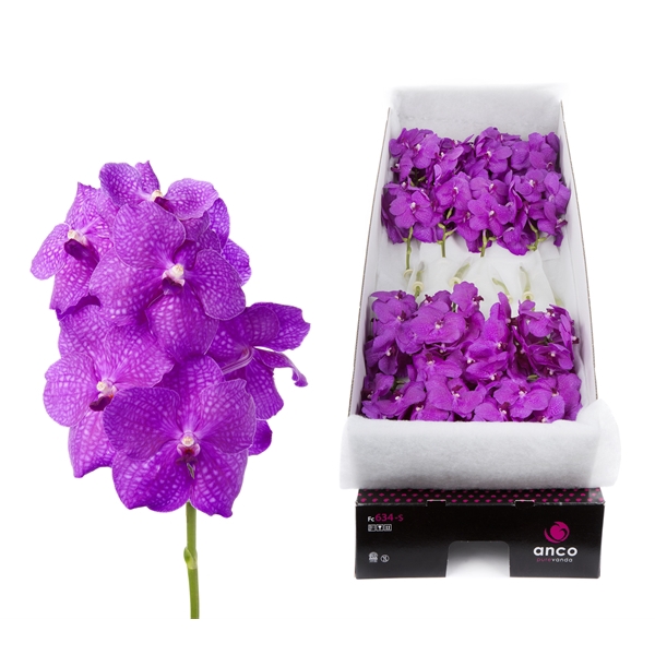 <h4>Vanda Hot Magenta x16</h4>