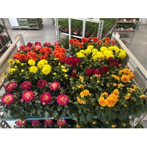 DAHLIA MIXK 5 KL