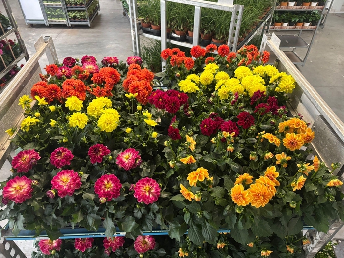 <h4>DAHLIA MIXK 5 KL</h4>