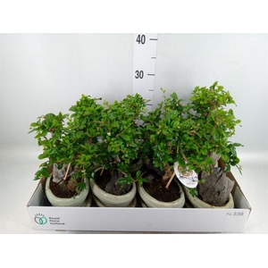 Bonsai   ...mix