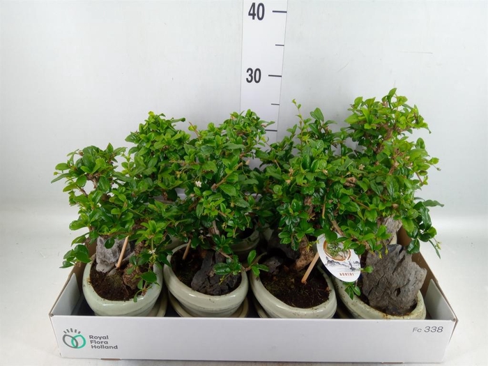 <h4>Bonsai ...mix</h4>