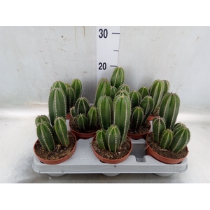 Cereus   ...