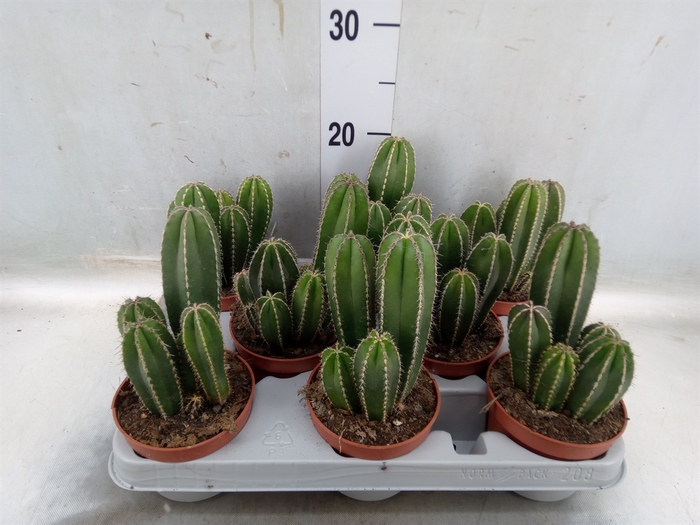 <h4>Cereus   ...</h4>