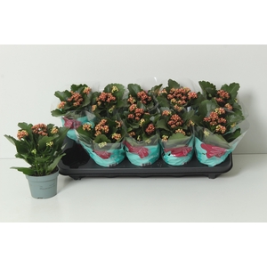 KAL GE PERFECTA PINK