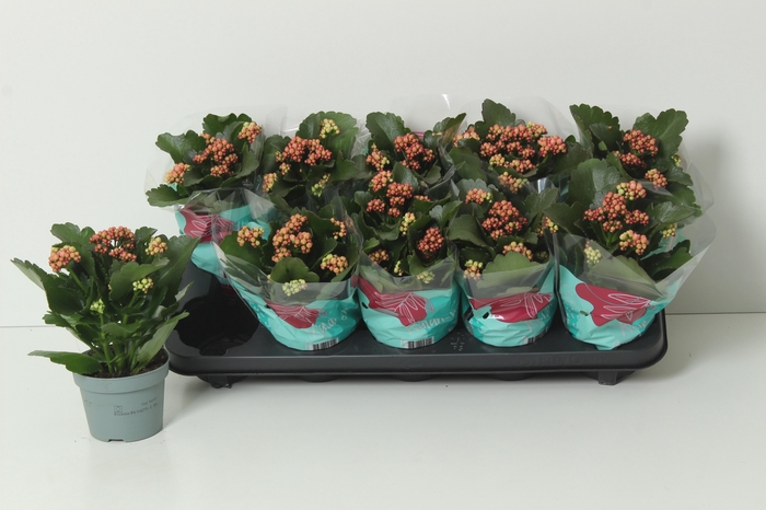 <h4>KAL GE PERFECTA PINK</h4>