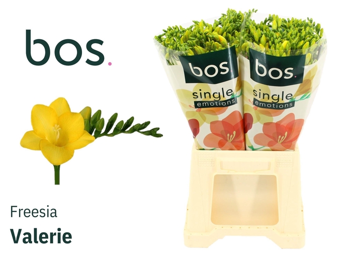 <h4>FR EN VALERIE</h4>