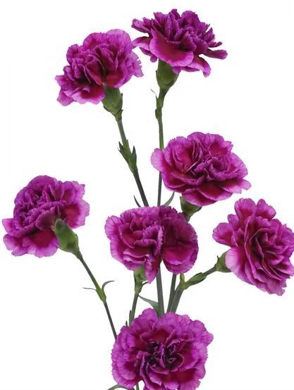 <h4>Di Tr Atlantis</h4>