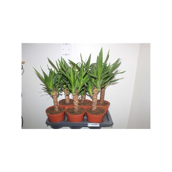 <h4>Yucca 17cm Pot Meerkop</h4>