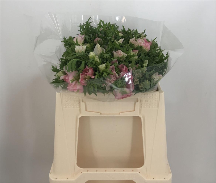 <h4>ANEM EX LIGHT PINK</h4>