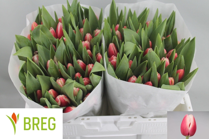 <h4>TU EN TIMELESS</h4>