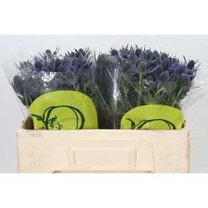 Eryngium Magical Blue Lagoon