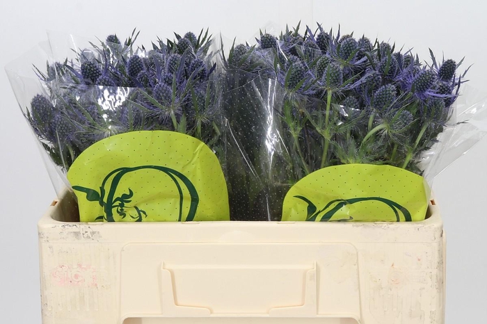 <h4>Eryngium Magical Blue Lagoon</h4>