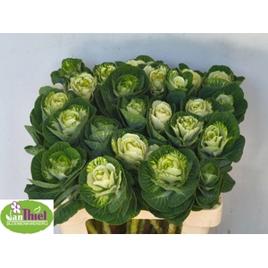 Brassica White Crane Thiel