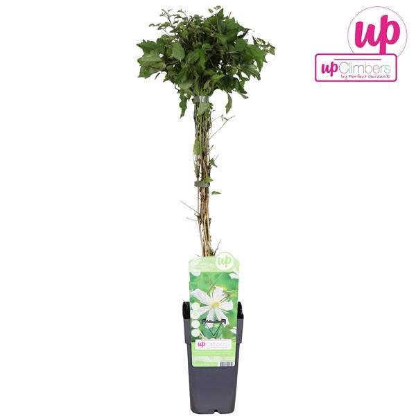 <h4>Clematis Vitalba Paul Farges</h4>