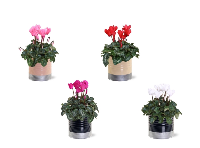 <h4>Collectie "Bubbles & wine" Cyclaam mix in zinken pot Nola</h4>