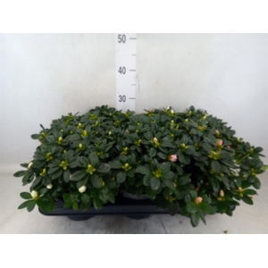 Rhododendron sim.   ...