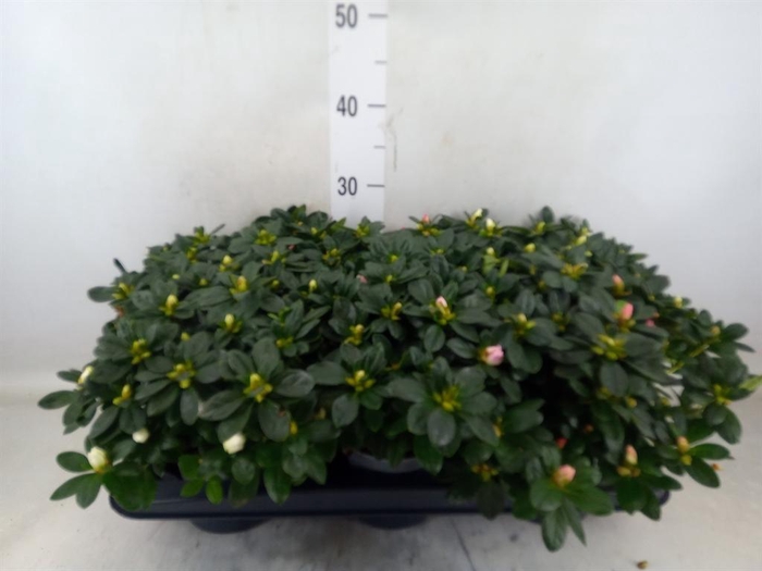 <h4>Rhododendron sim. ...</h4>