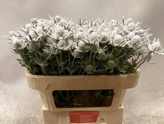 <h4>ERYN PL OV KLB H%</h4>