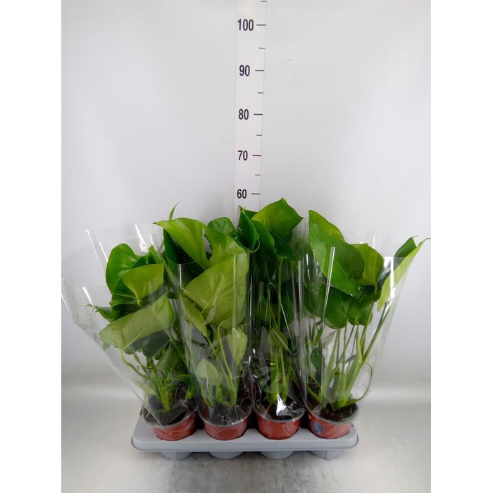 <h4>Monstera delic.</h4>