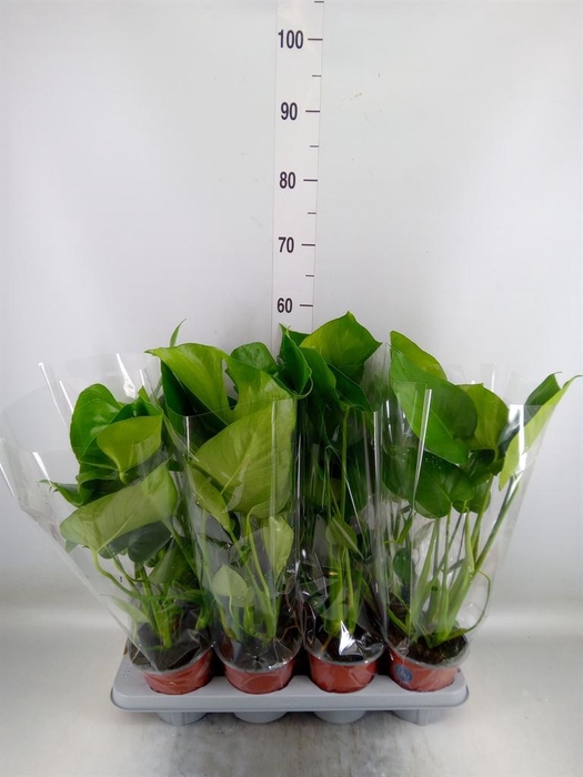 <h4>Monstera delic.</h4>