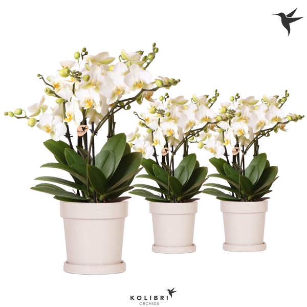 <h4>Phalaenopsis Multifloratypes Anthura Lausanne</h4>