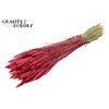 Triticum per bunch Cerise