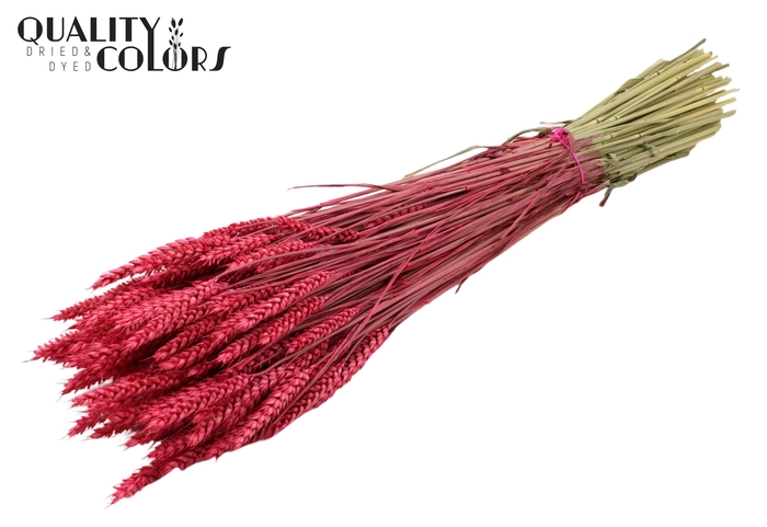 Triticum per bunch Cerise