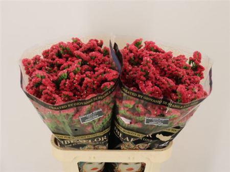 <h4>Lim S Amazon Birds</h4>