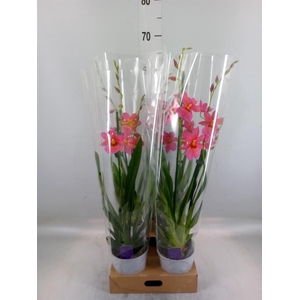 Burrageara  'Nelly Isler'