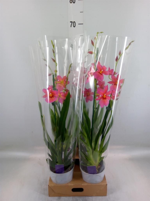 <h4>Burrageara  'Nelly Isler'</h4>