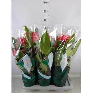 Anthurium andr. 'Nevada'