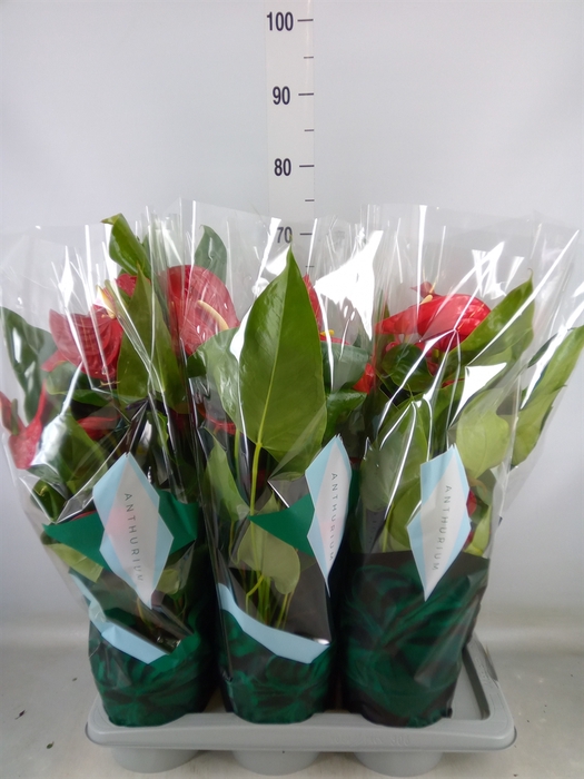 <h4>Anthurium andr. 'Nevada'</h4>