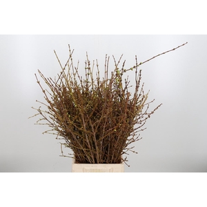 Forsythia - Overig