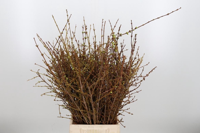 <h4>Forsythia - Overig</h4>