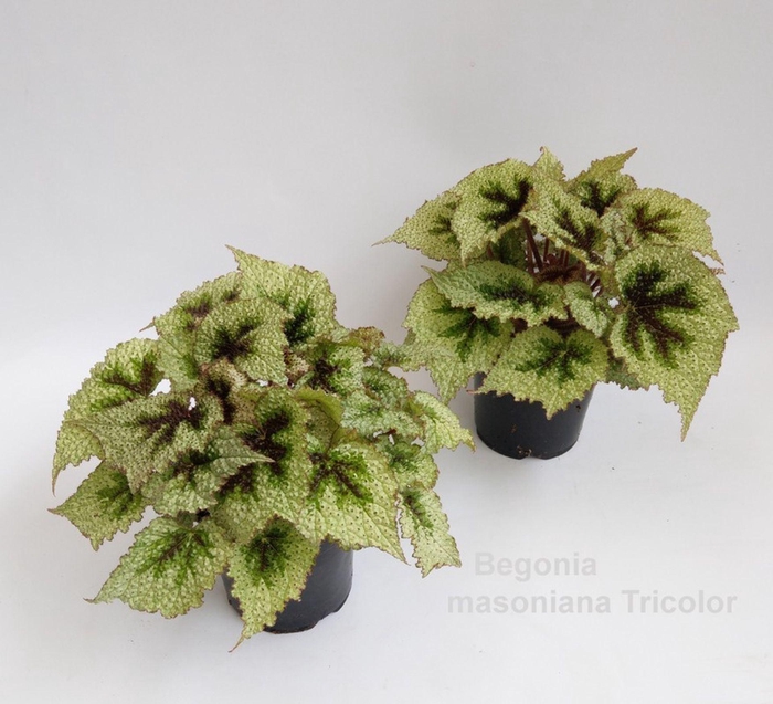 <h4>Begonia masoniana</h4>