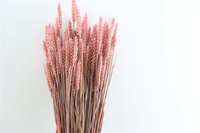 Dried Triticum X5 Frosted Pink Bunch