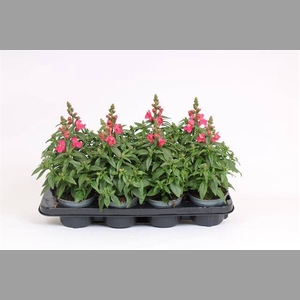 ANTIRRHINUM MAJUS ROSE